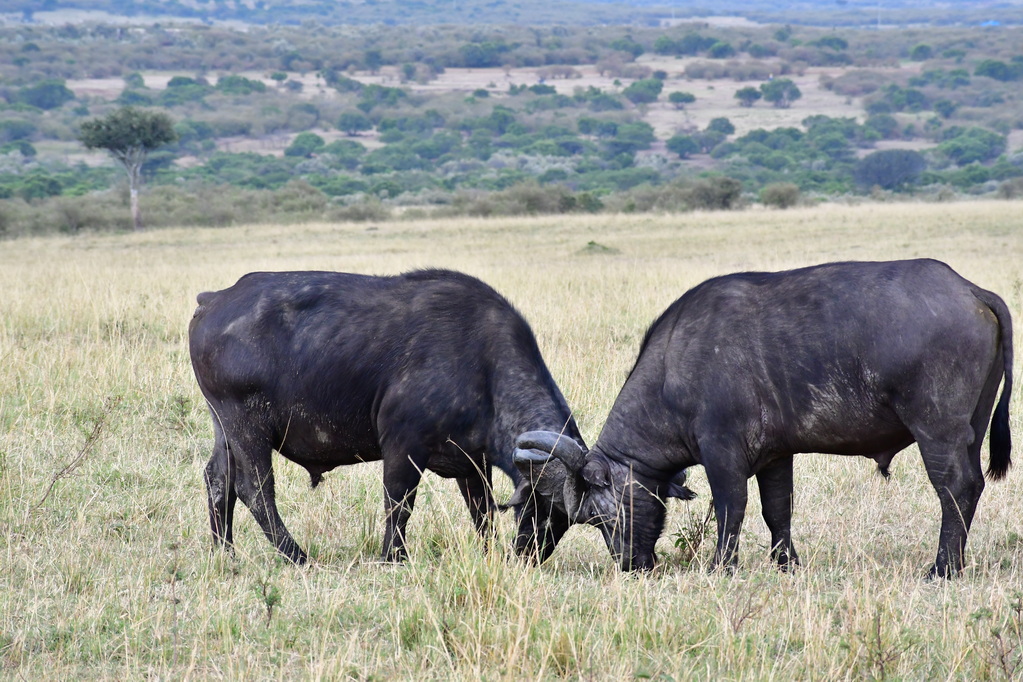 Masai Mara Nat. Reserve